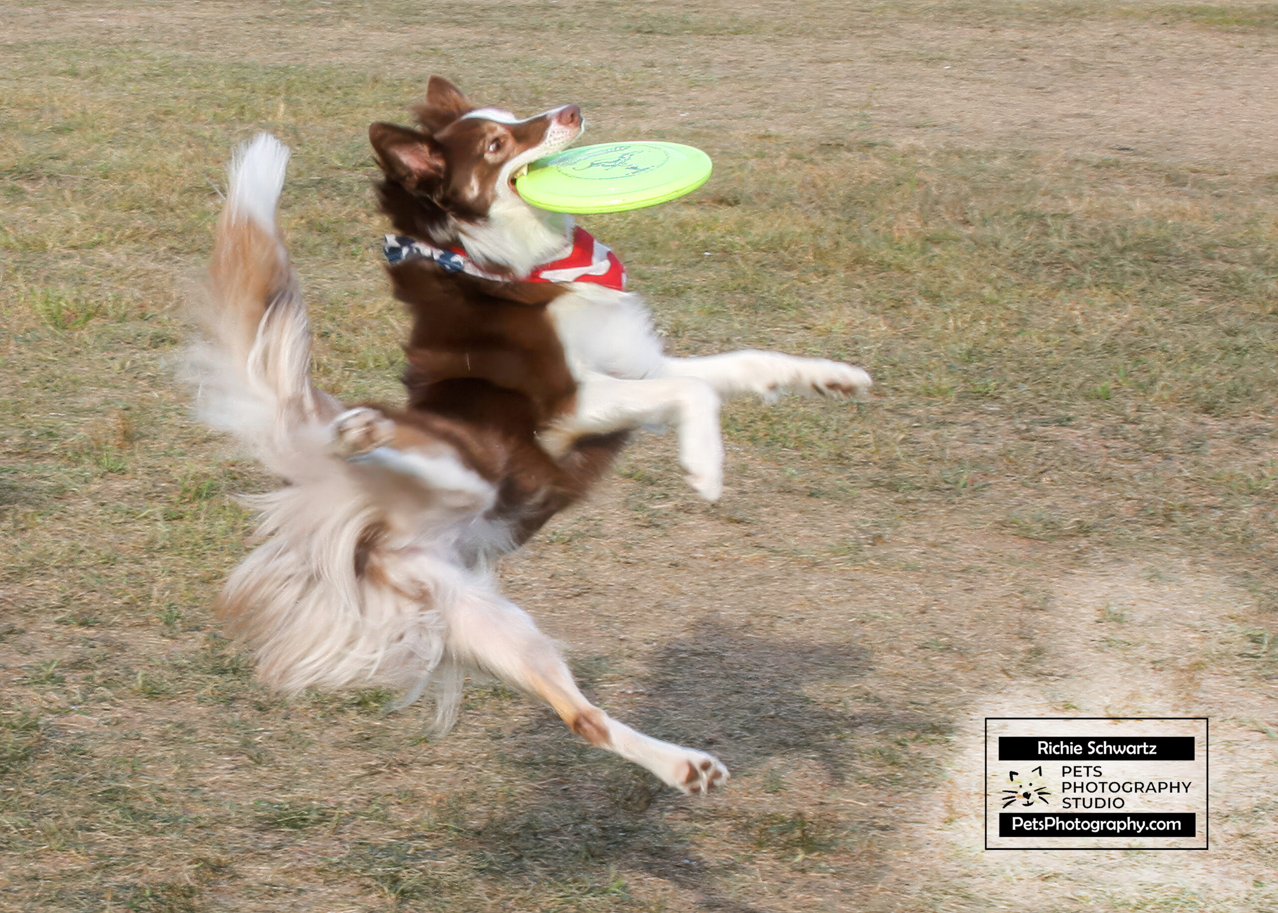 Keep Your Dog Fit: Real-World Routines That Actually Work